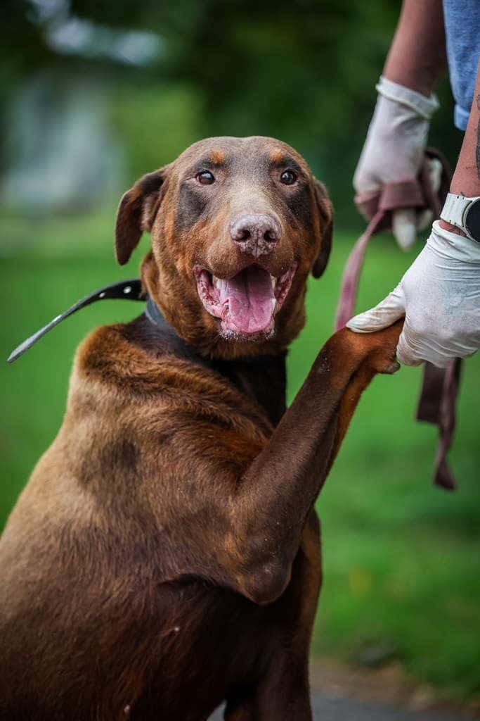 Doris