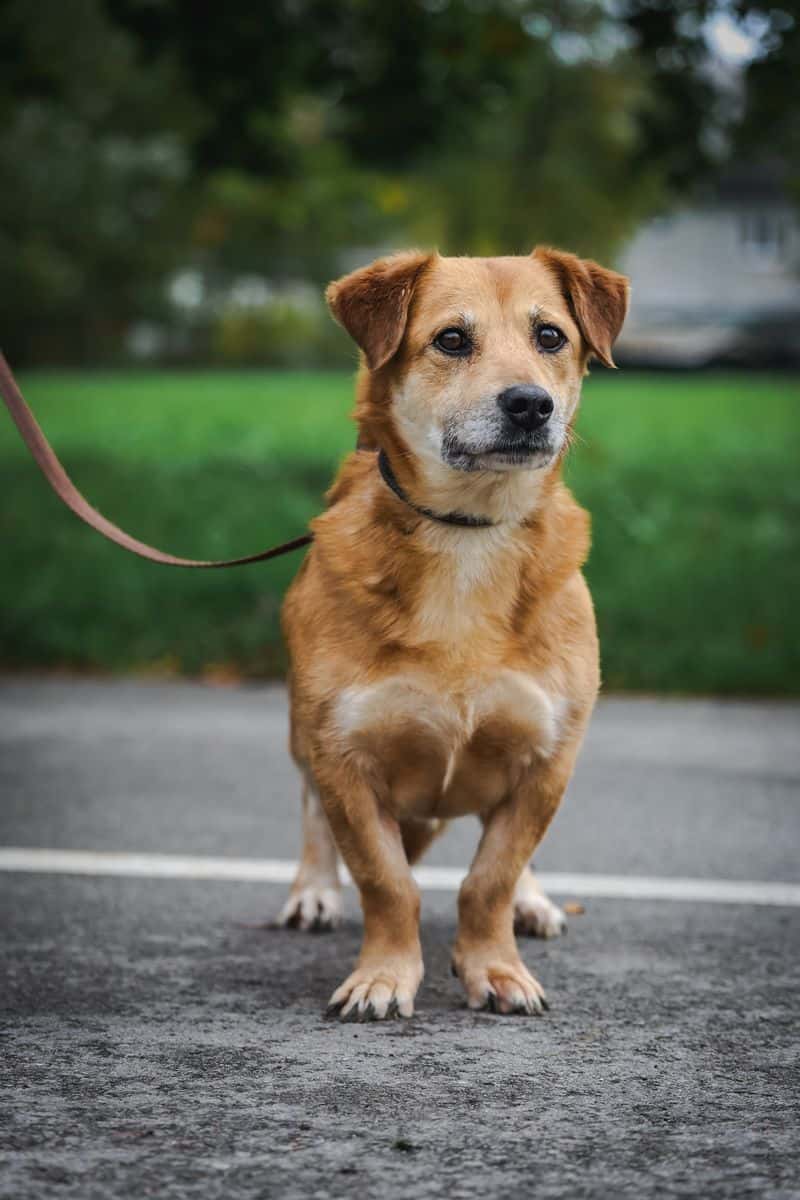 Deizė