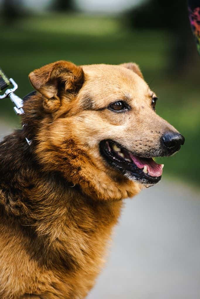 Kiškis