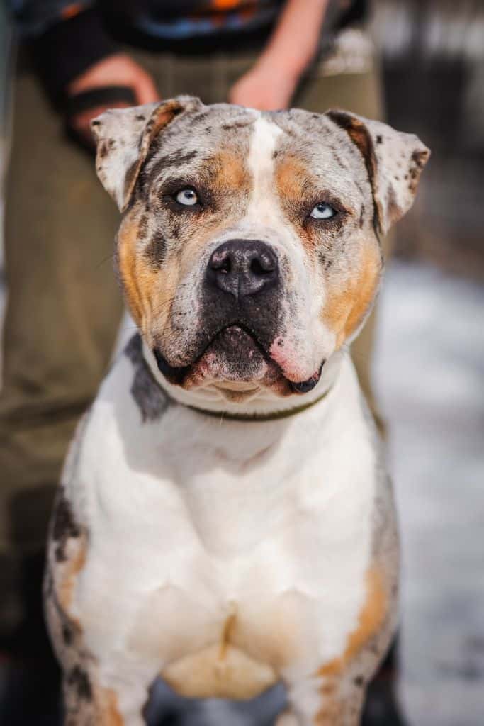 COCO