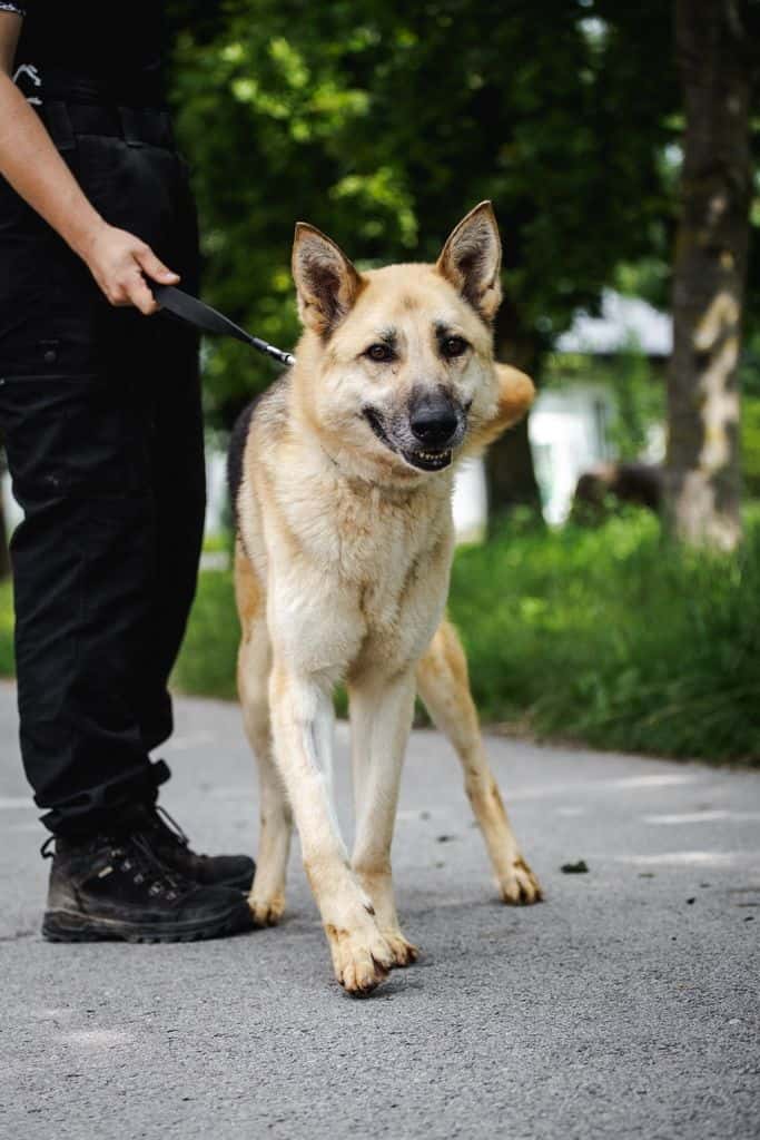 Sara