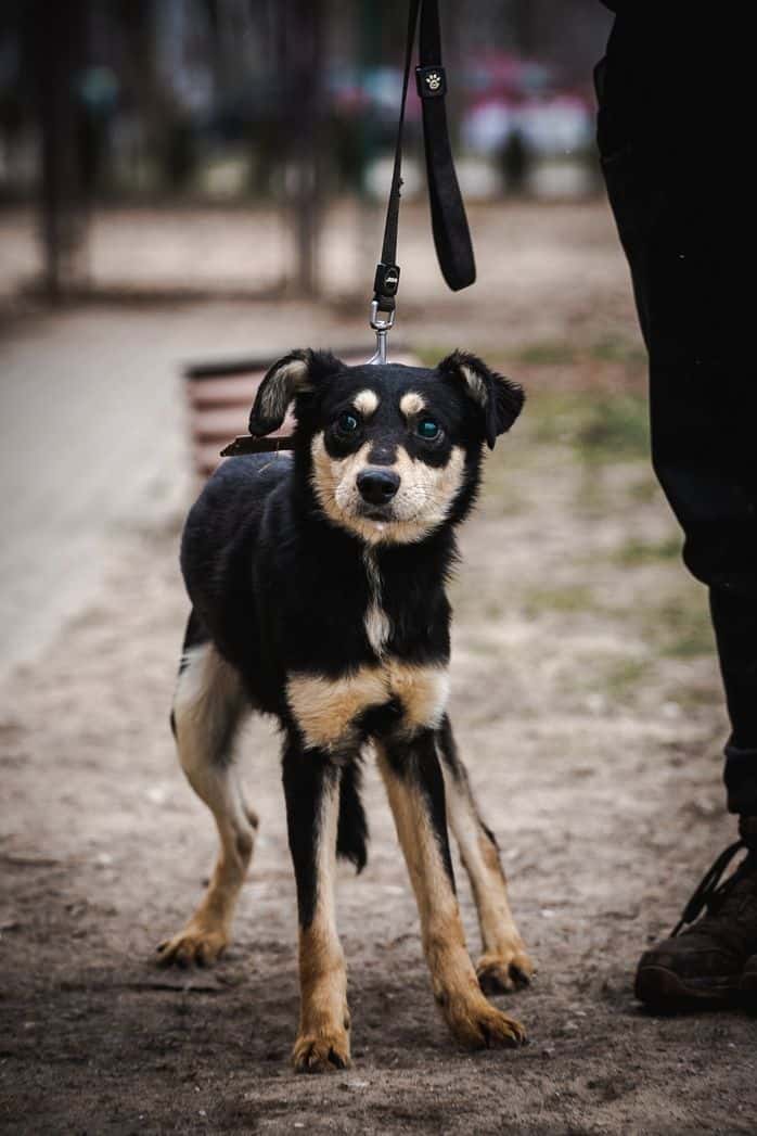 Tango