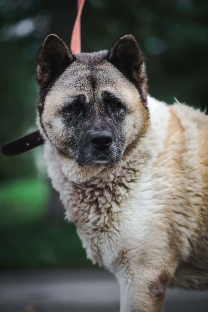 Perla