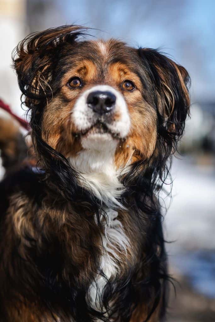 Skajus