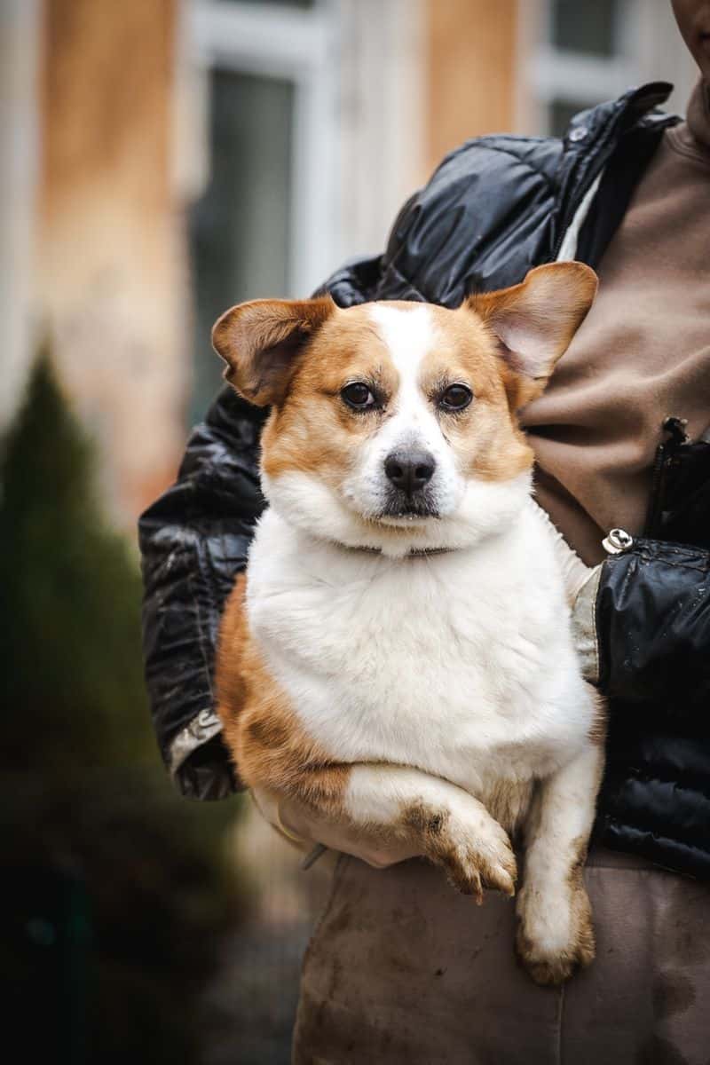 Pucas