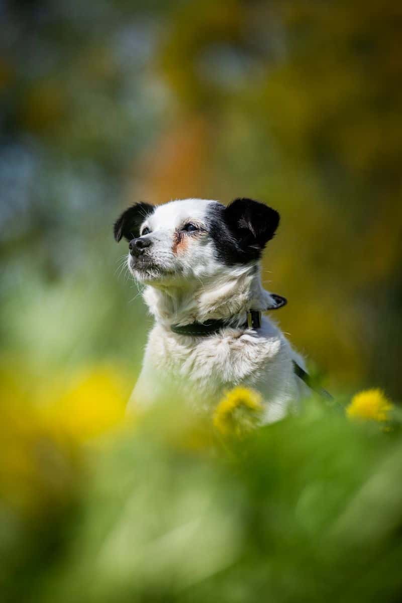 Kira
