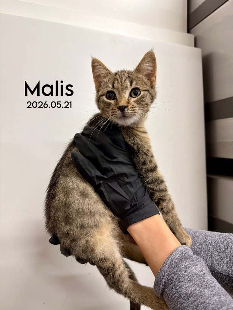 Malis