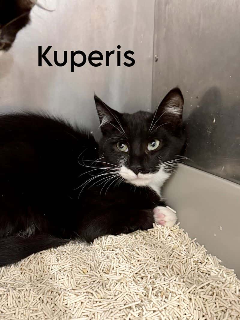 Kuperis