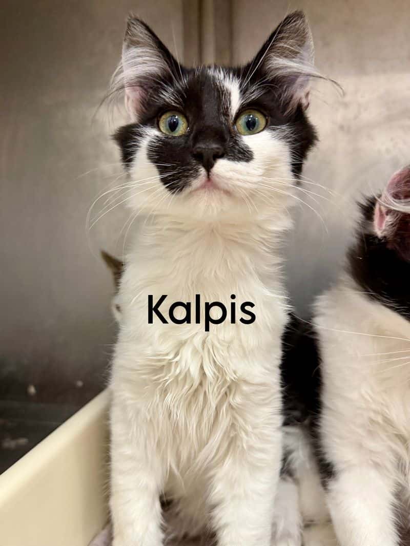 Kalpis