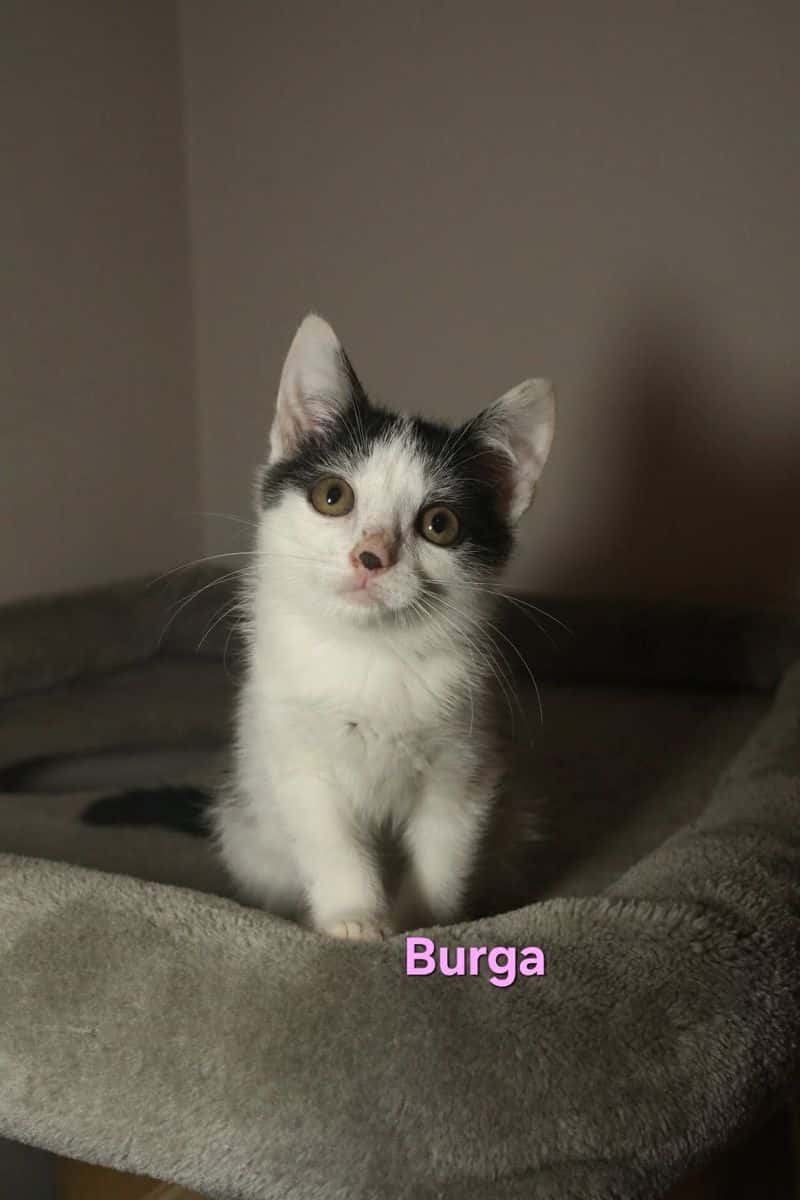 Burga