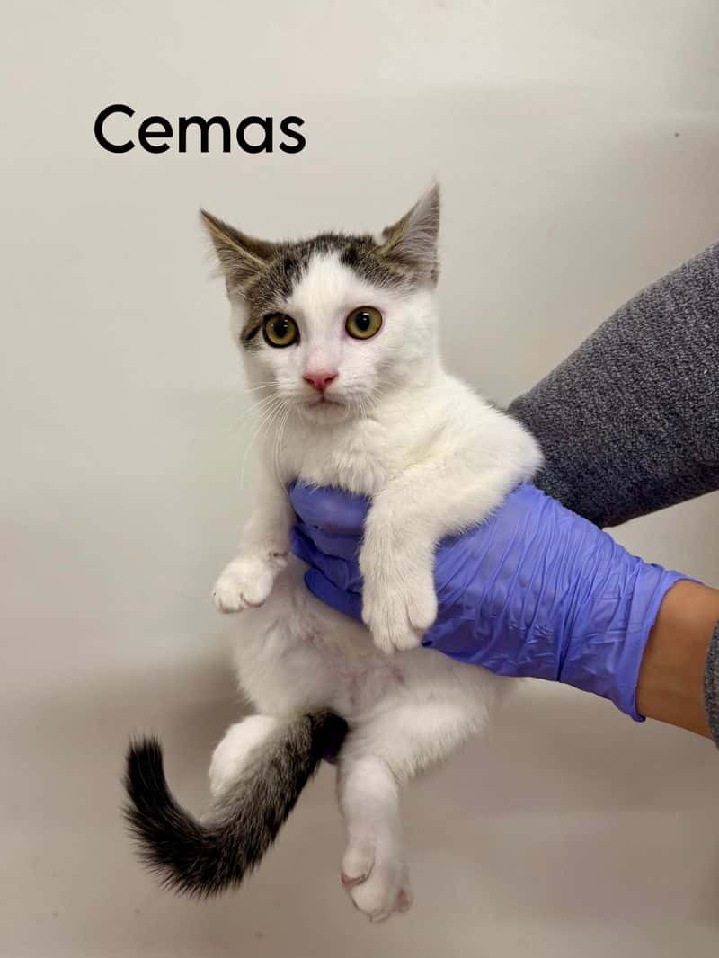 Cemas