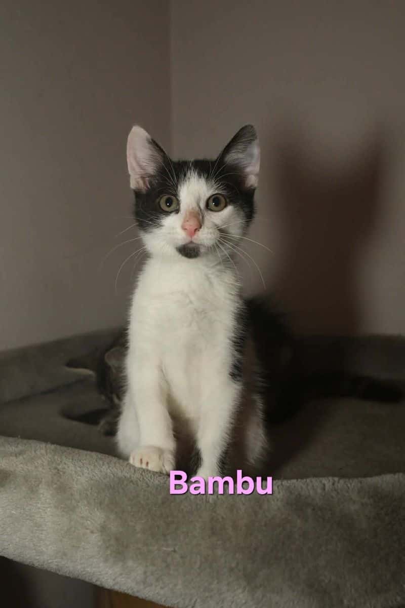 Bambu