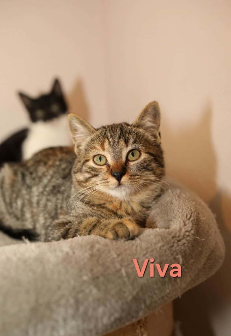 Viva