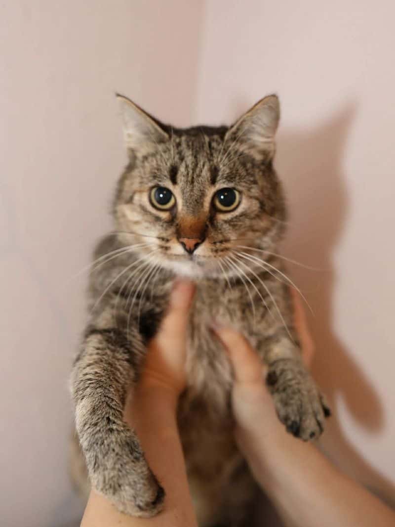 Hebė