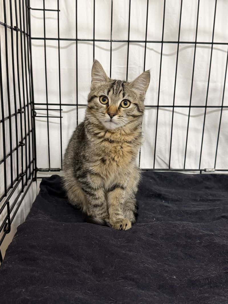 Paloma