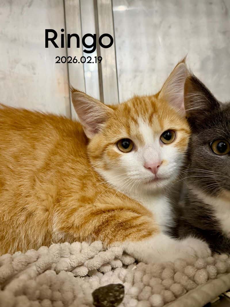 Ringo