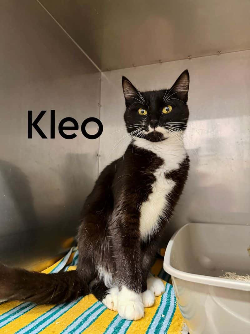 Kleo