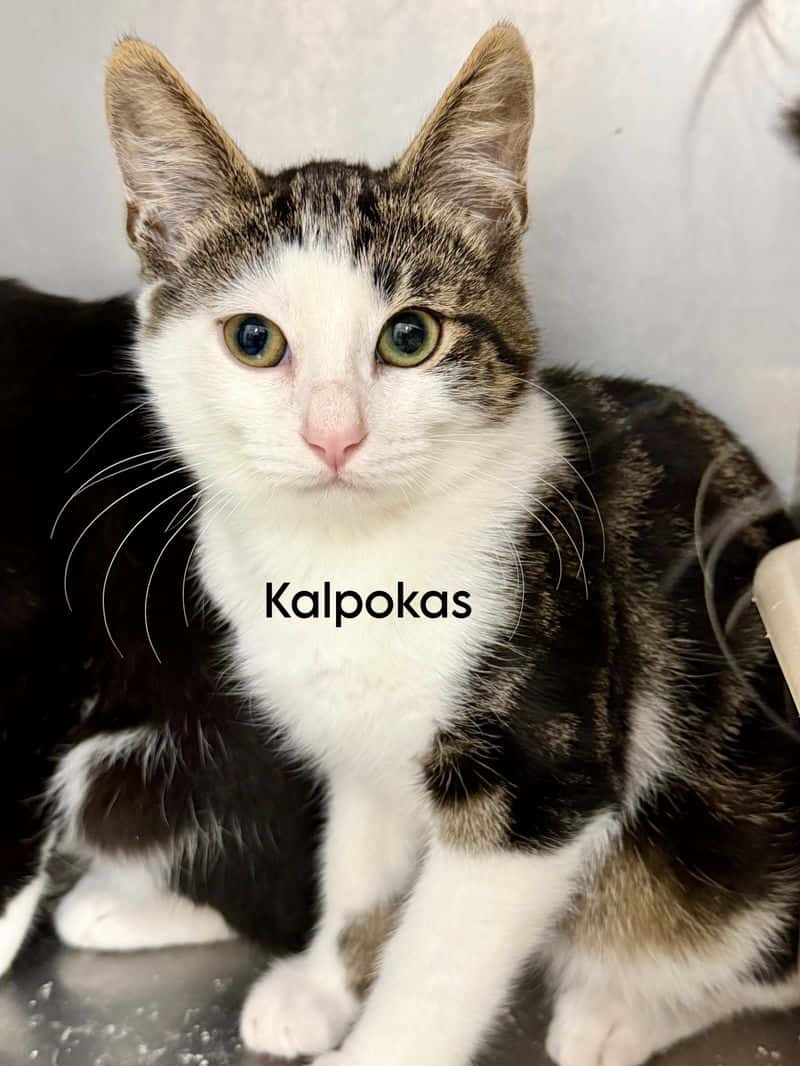 Kalpokas