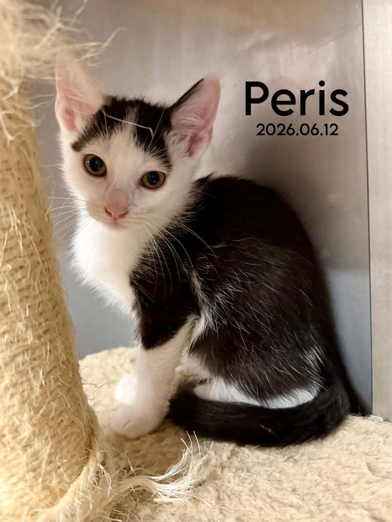 Peris