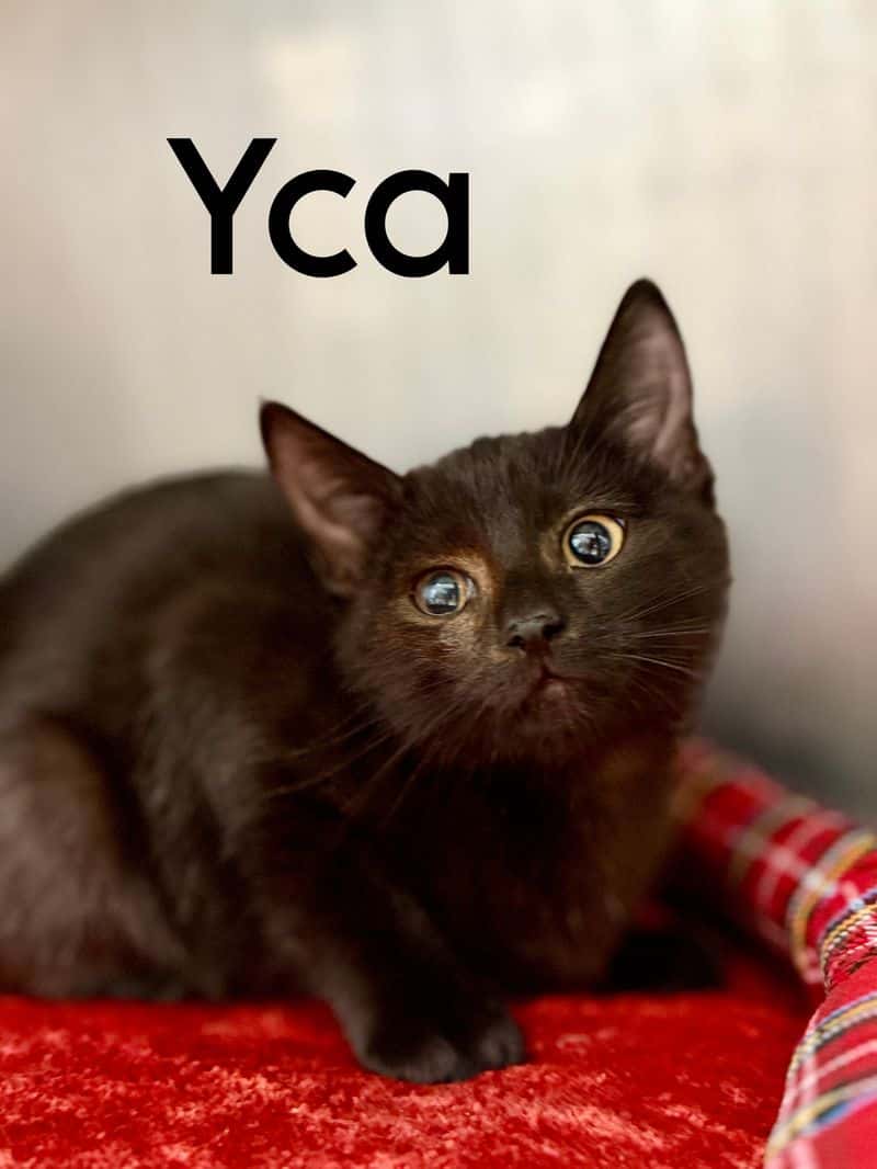 Yca