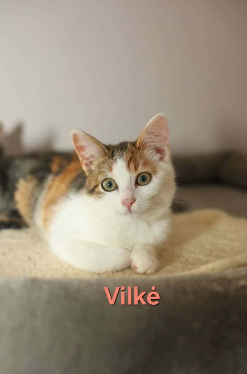Vilkė
