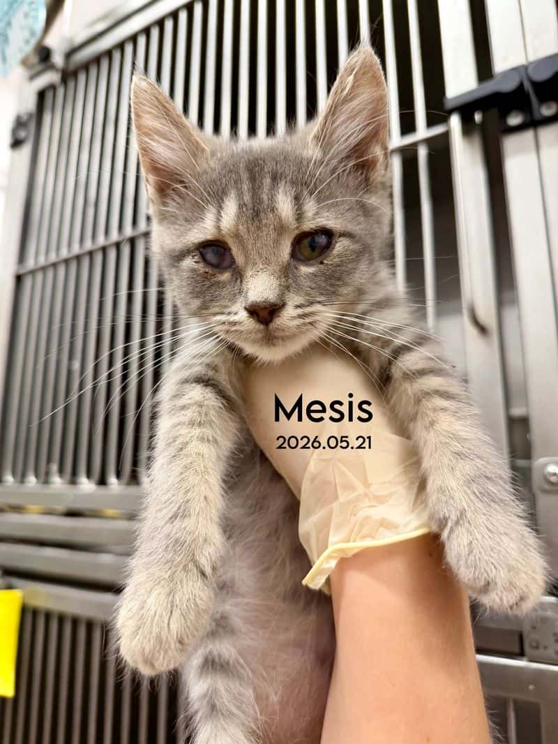 Mesis