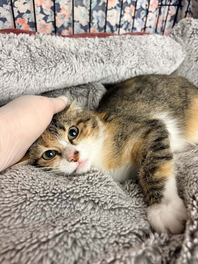 Tika