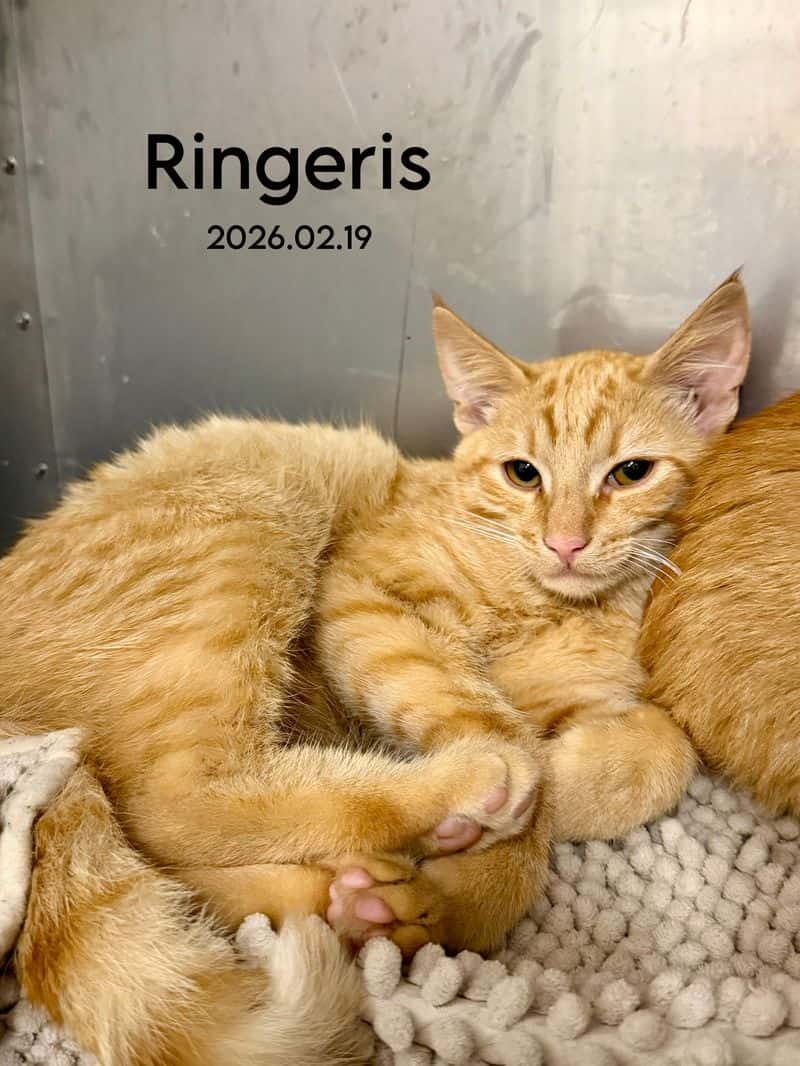 Ringeris