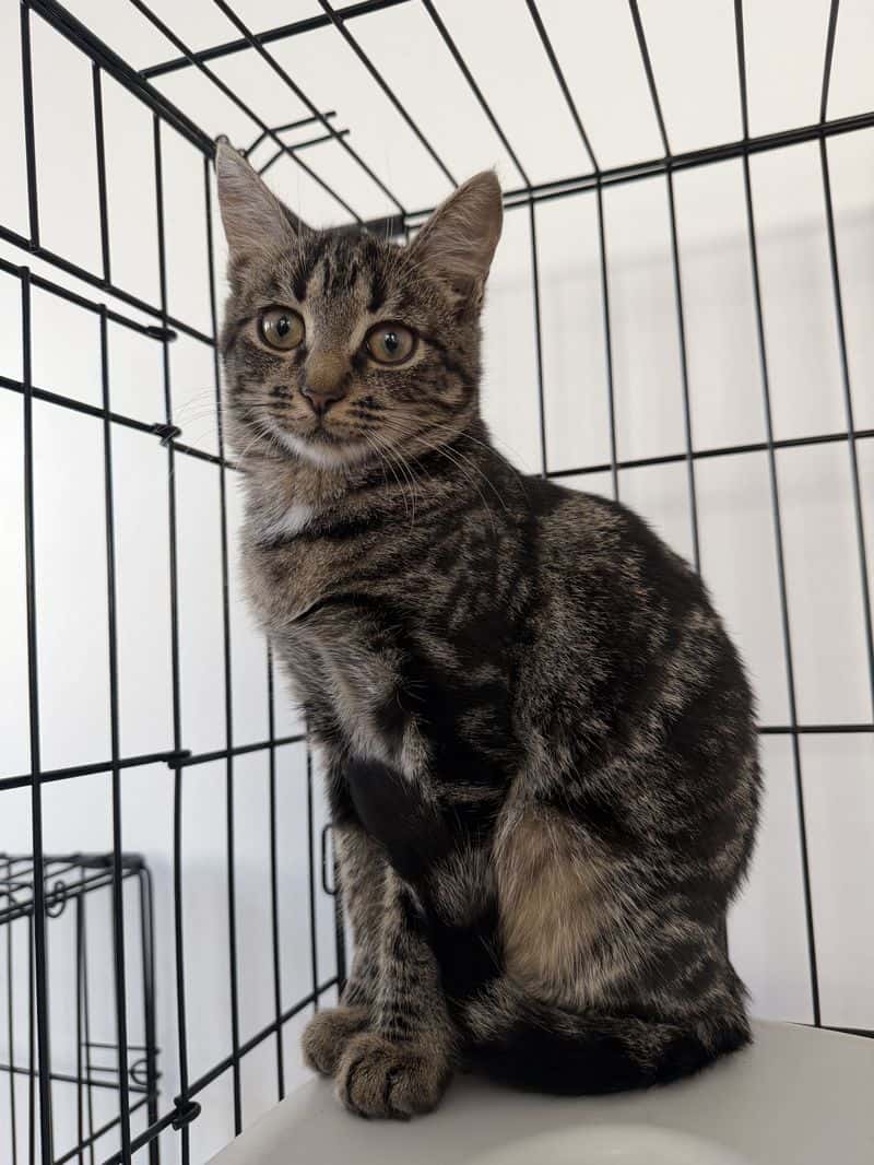 Emaja