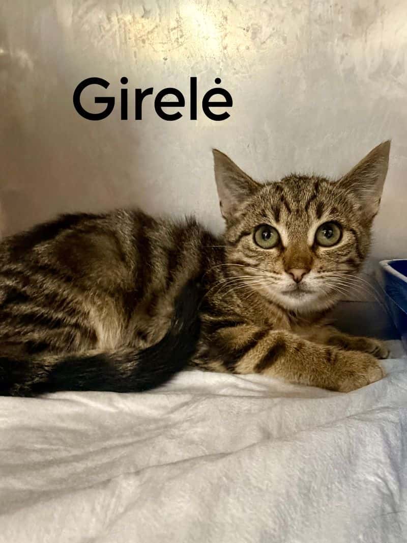 Girelė