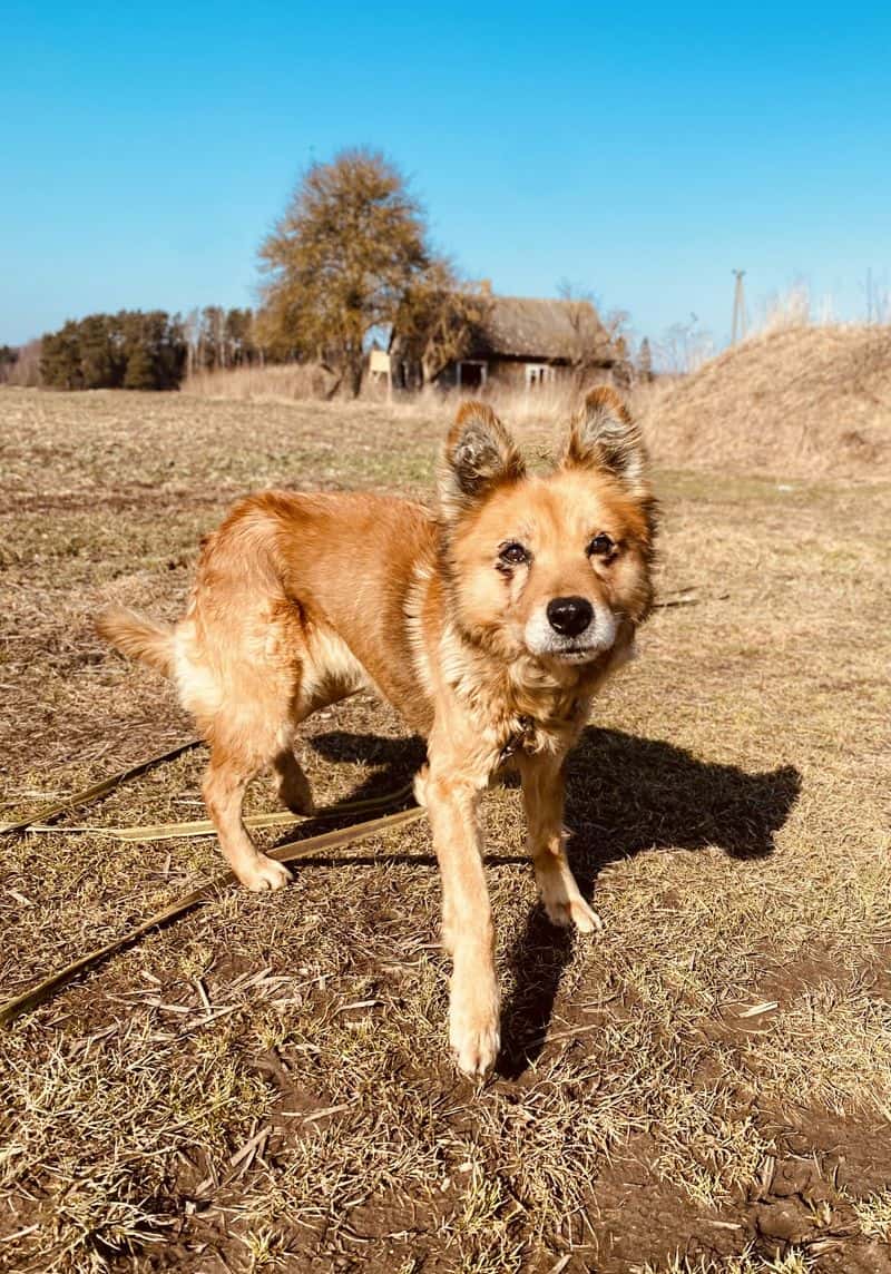 LAPUTĖ