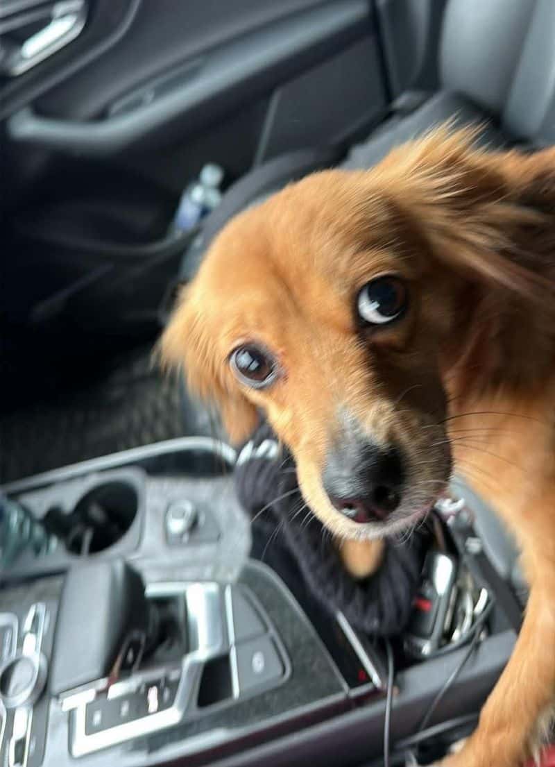 DORA