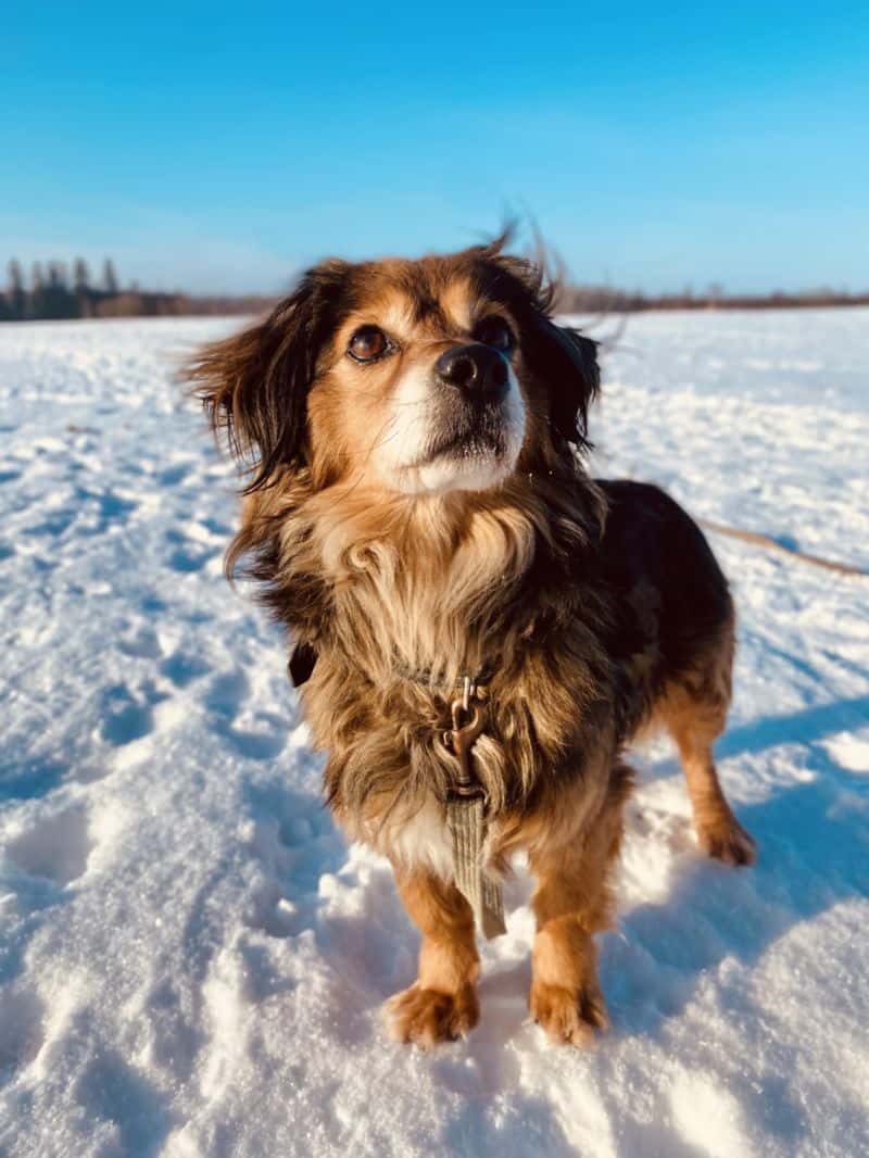LEKSIS