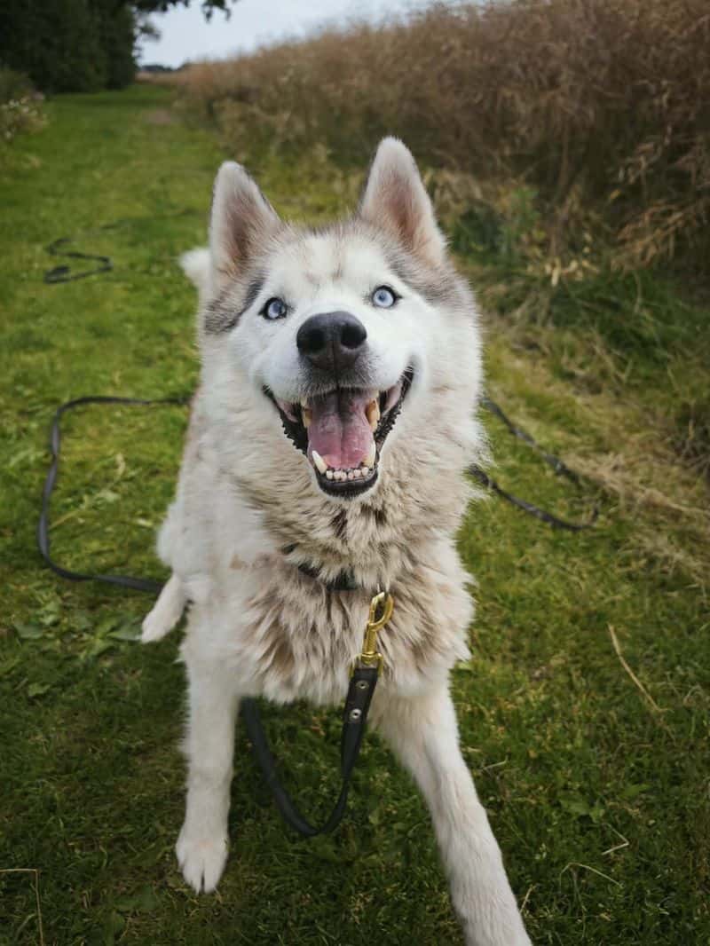 Husas
