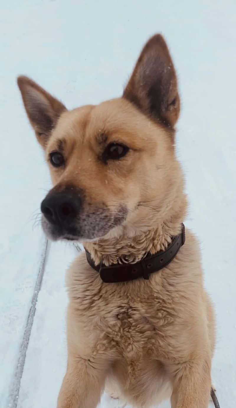 LAIKA