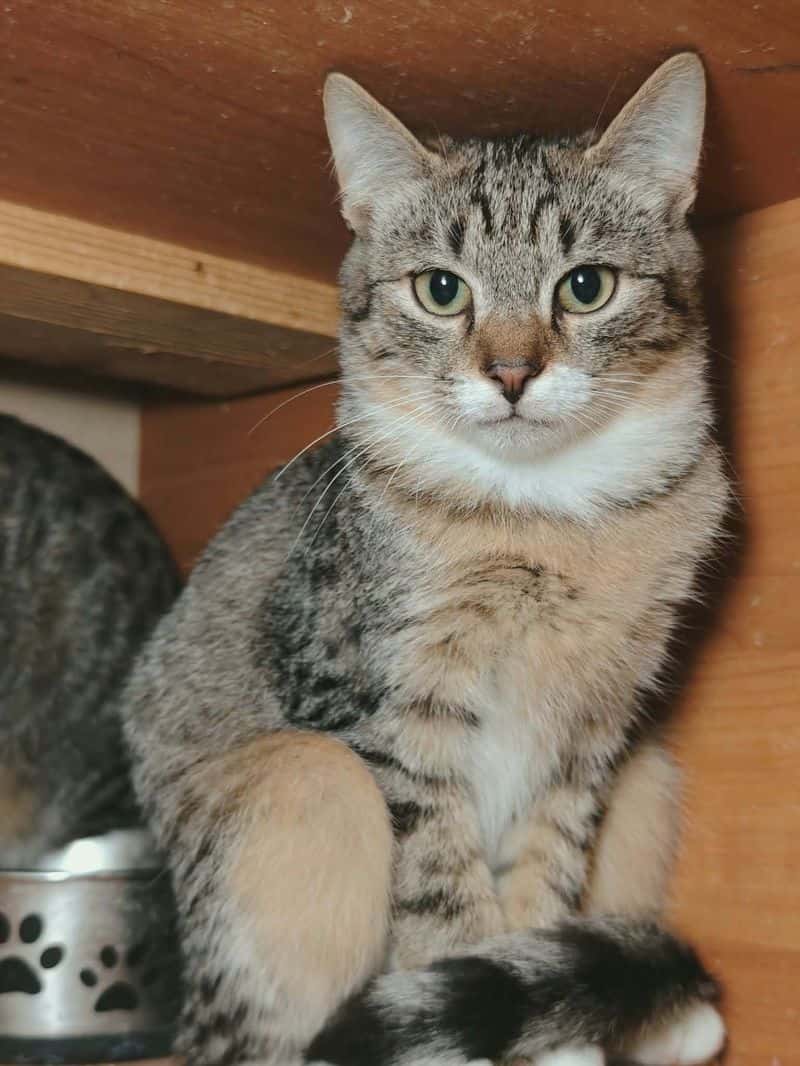 Iš Kurtuvėnų
