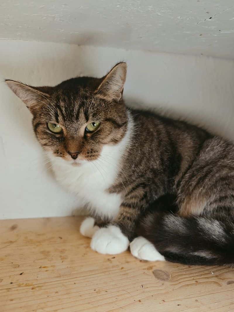 Tutsė
