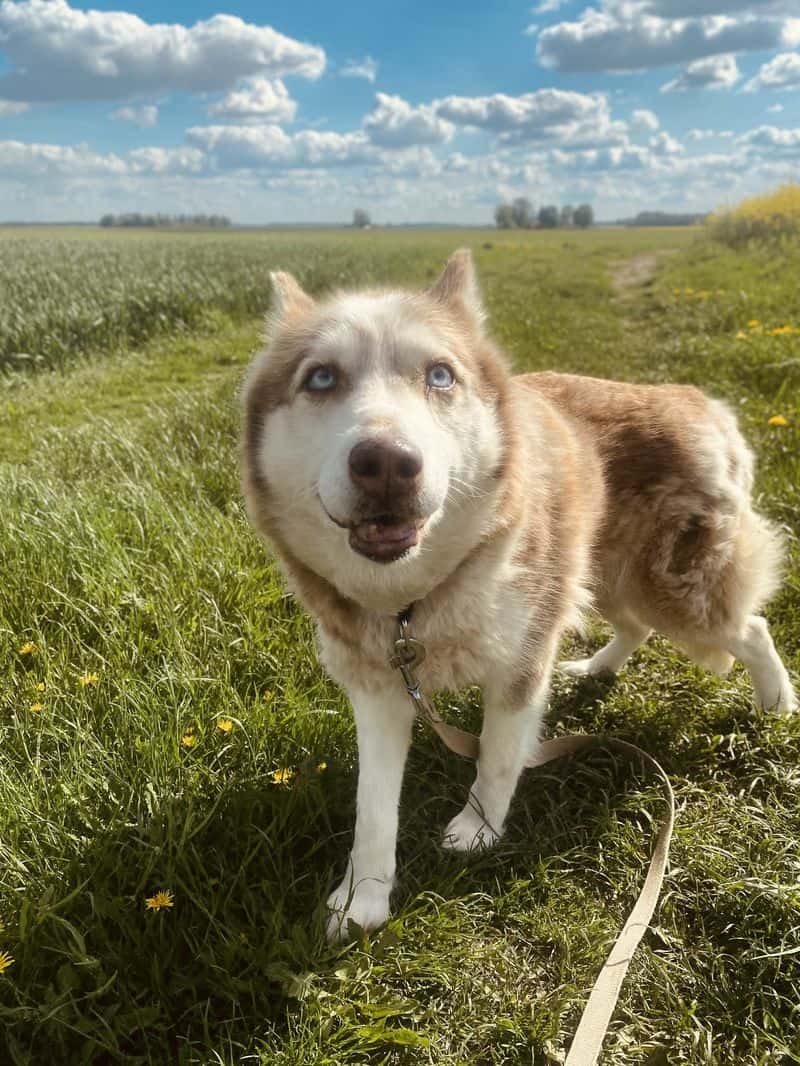 Šera