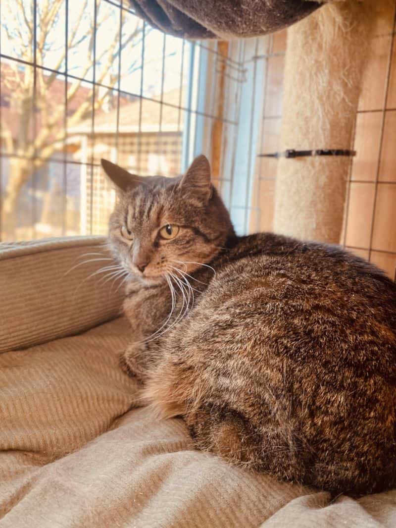 BERTUTĖ