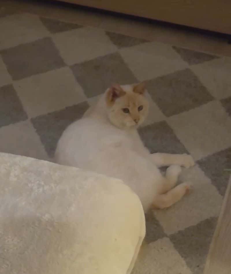 MIKIS