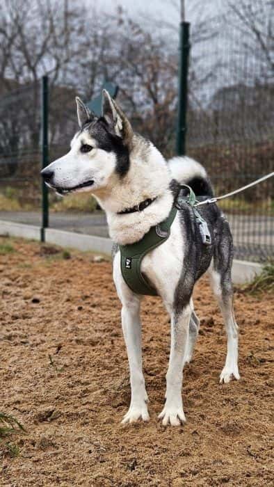 Aika