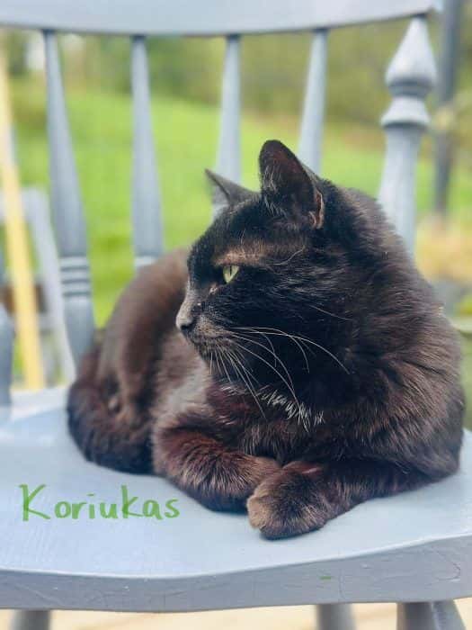 Koriukas