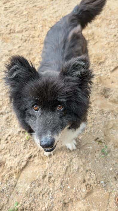 Lapė