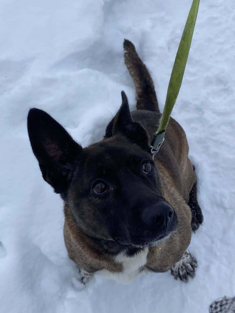 Bella
