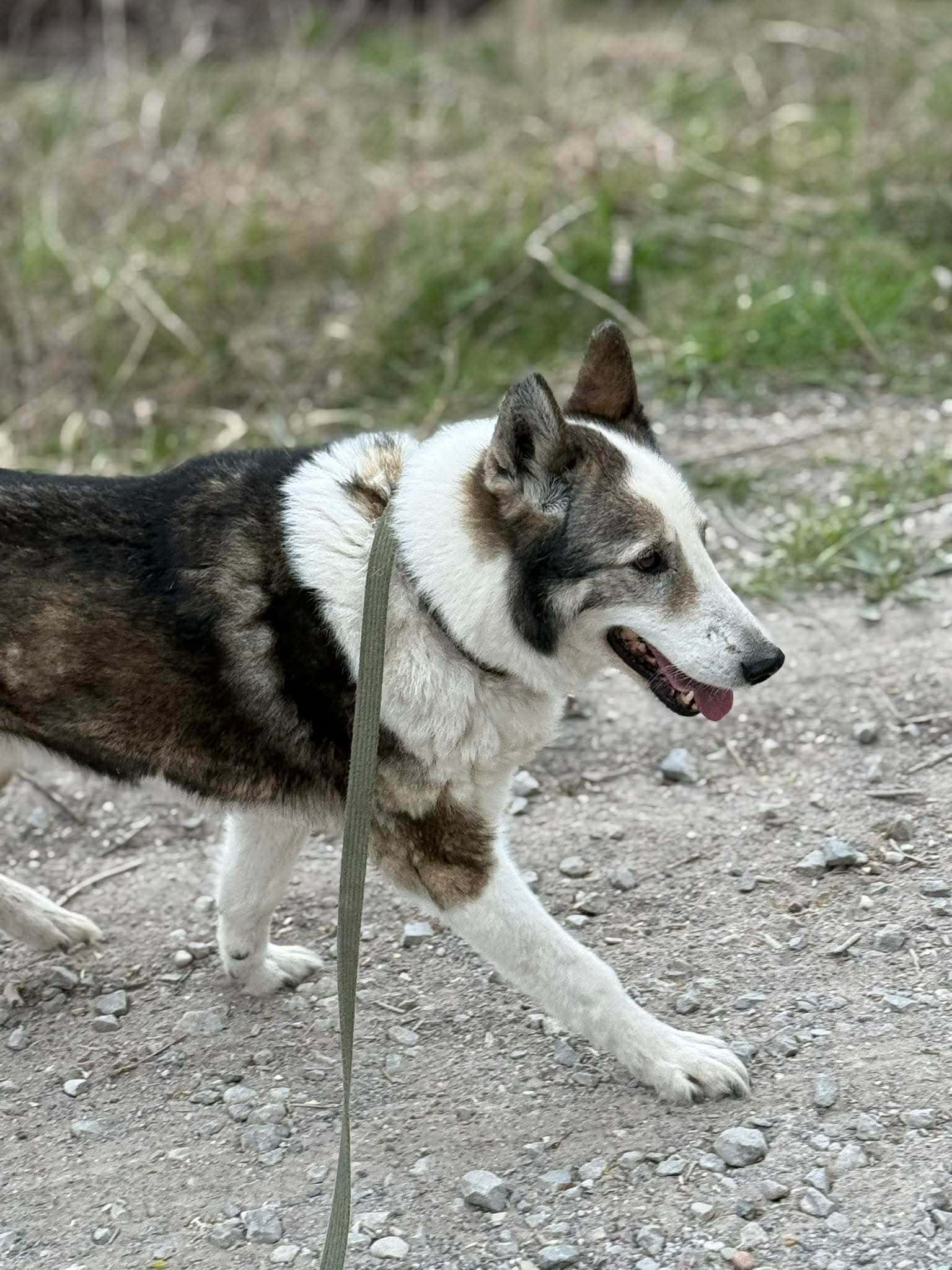 Liuksas