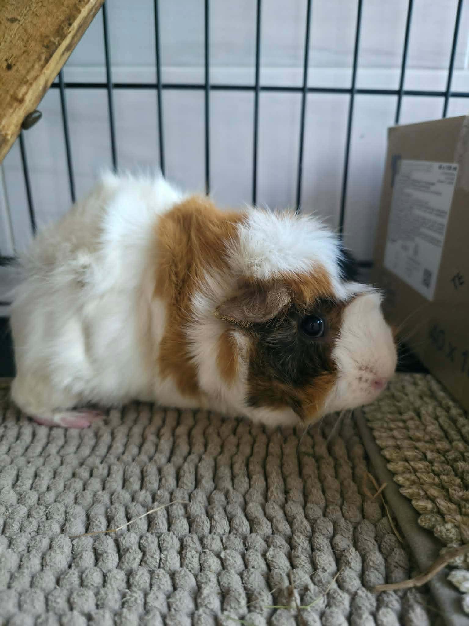 Kleo