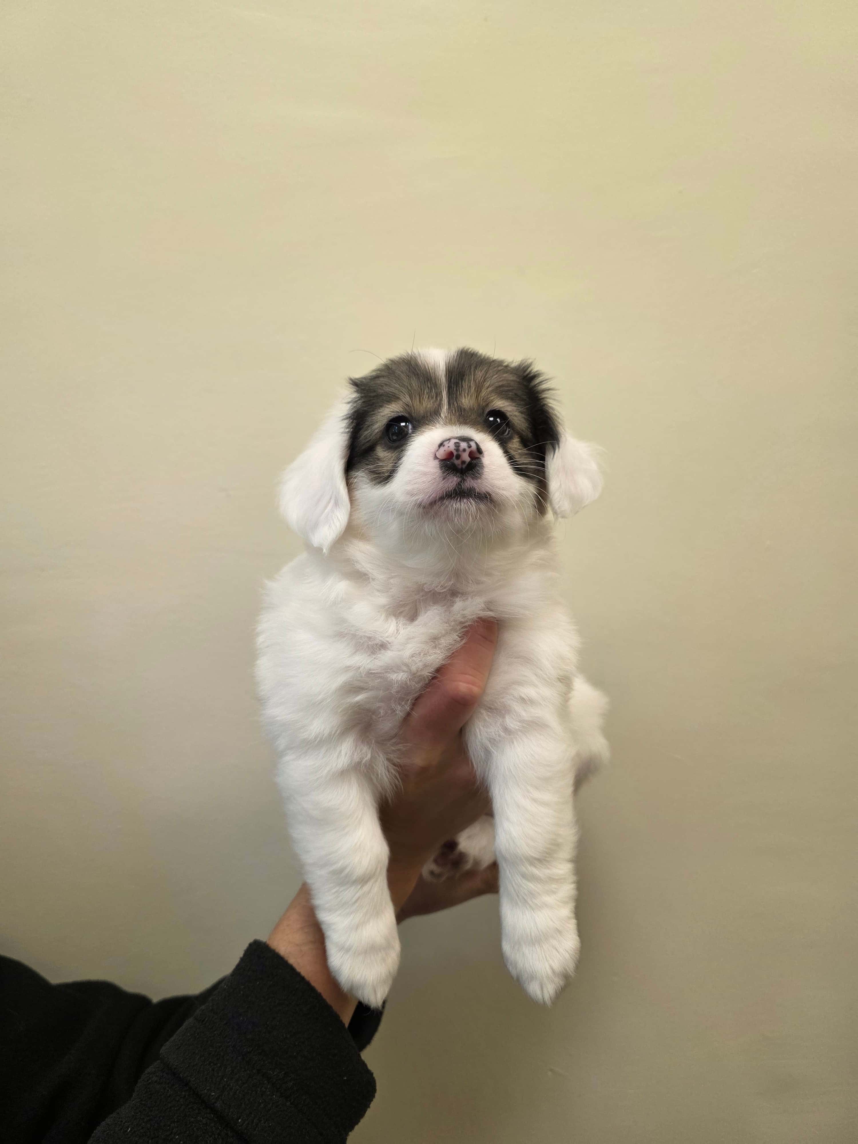 Piki