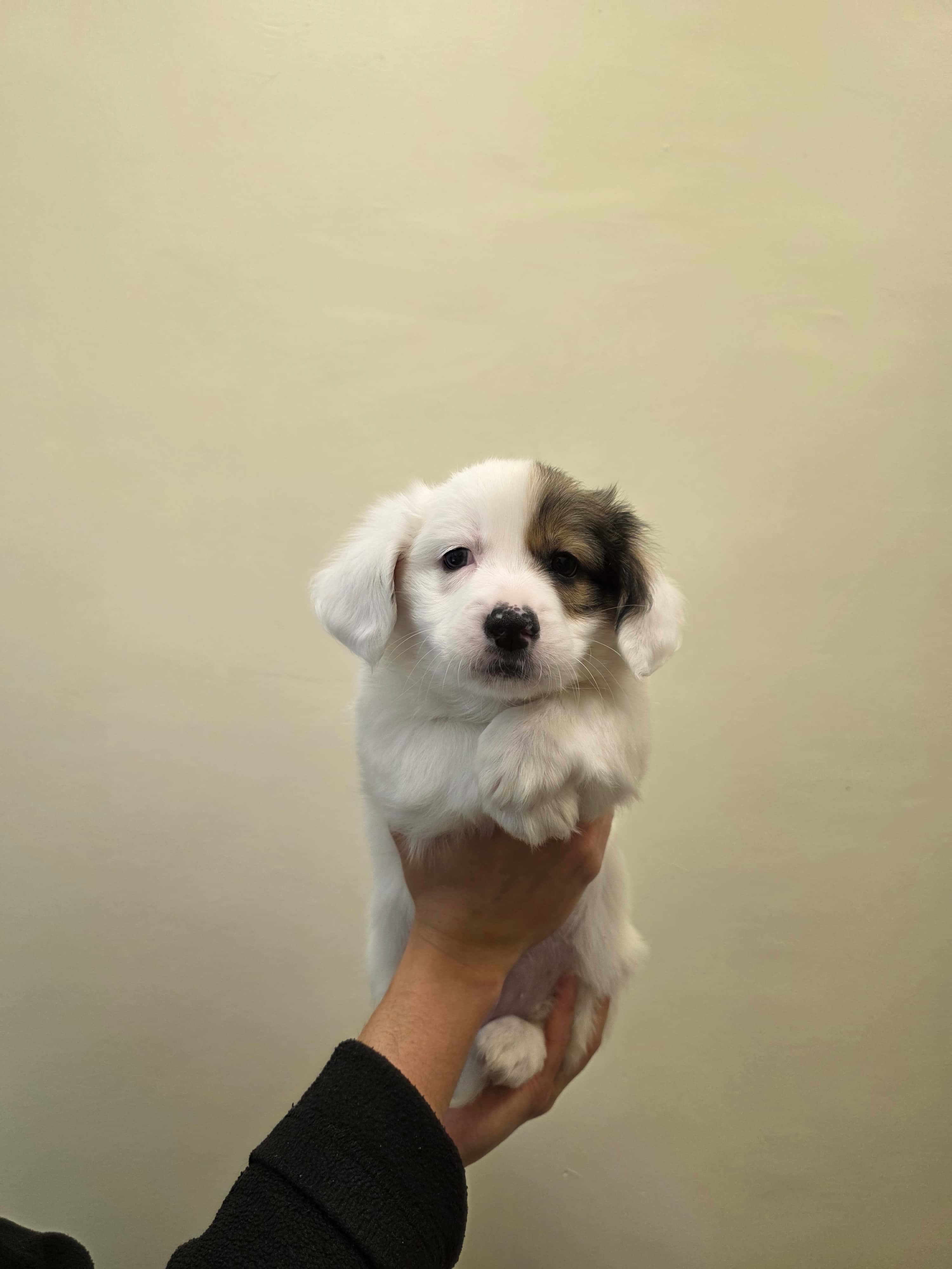 Poko