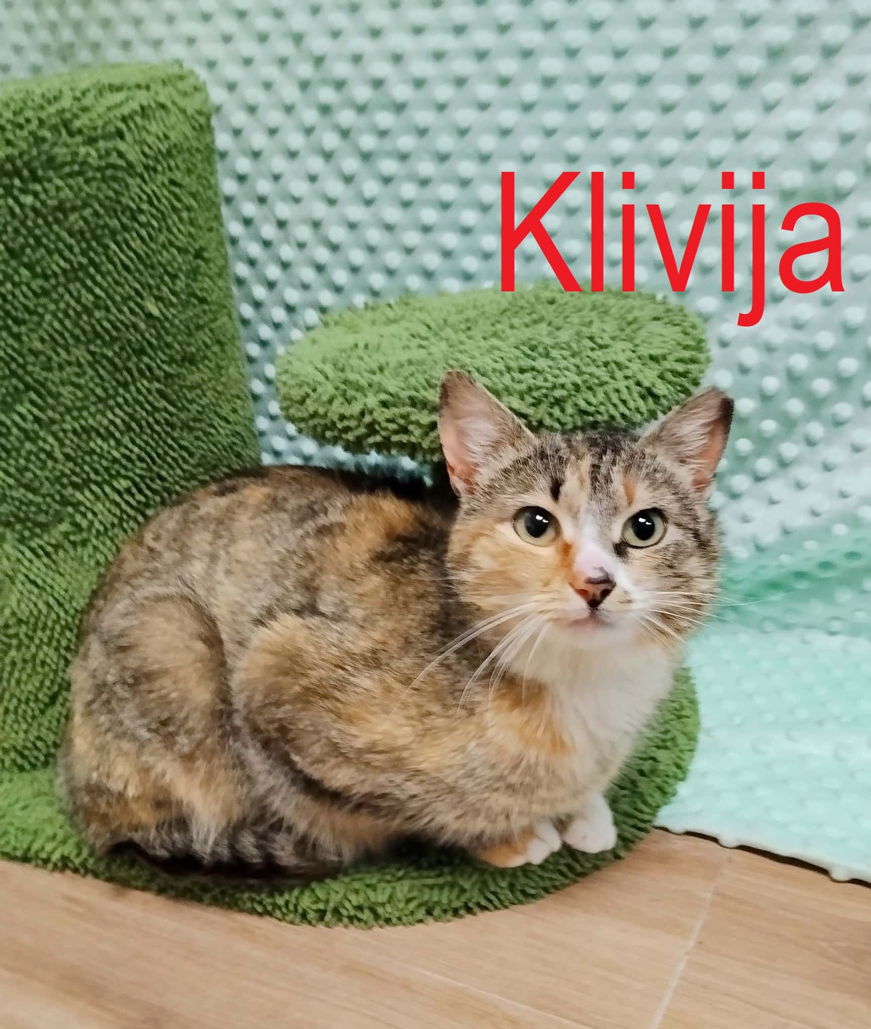 Klivija
