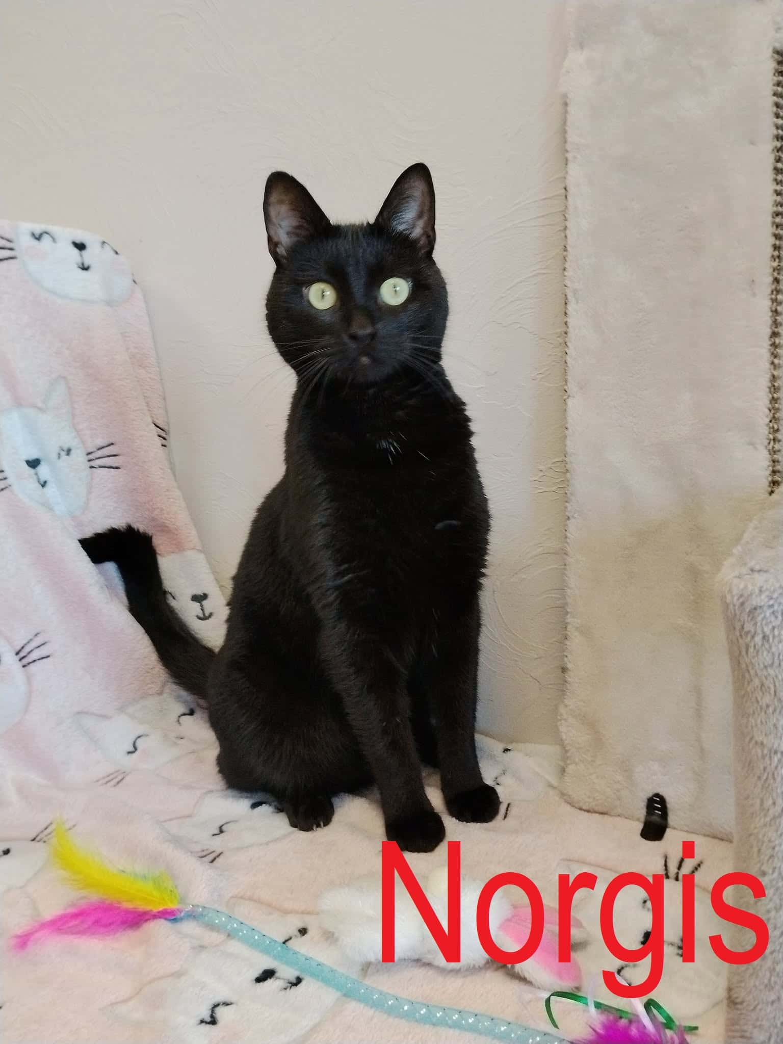 Norgis